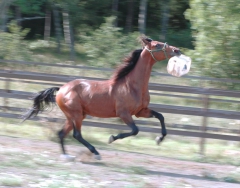 Random Shot 150827-1